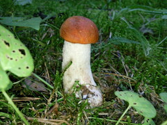 národní park podyjí 2