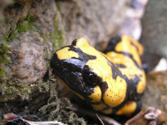 národní park podyjí 6